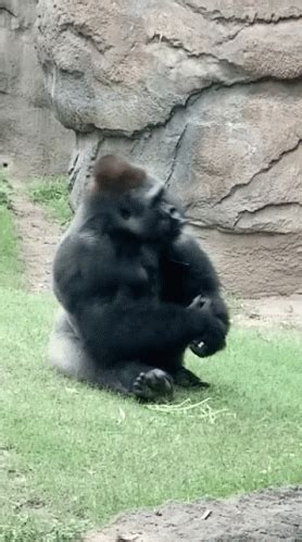 gorilla sex gif